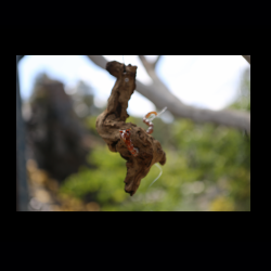 Iserhatsche 015 .jpg