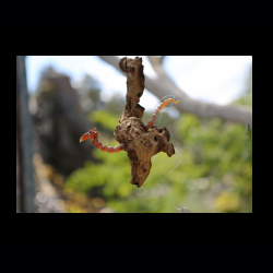 Iserhatsche 016 .jpg