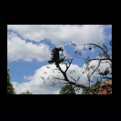 Iserhatsche 027 .jpg