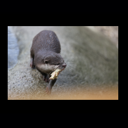 Filmtier-Park Eschede 001 .jpg