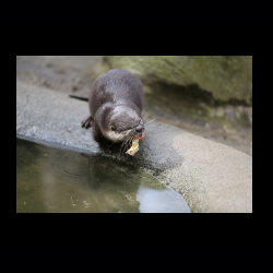 Filmtier-Park Eschede 002 .jpg