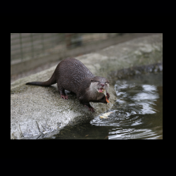 Filmtier-Park Eschede 004 .jpg