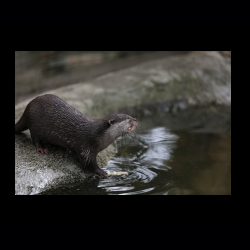 Filmtier-Park Eschede 006 .jpg