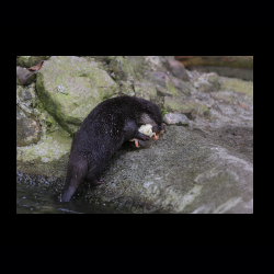 Filmtier-Park Eschede 007 .jpg