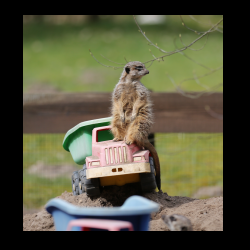 Filmtier-Park Eschede 008 .jpg