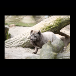 Filmtier-Park Eschede 010 .jpg