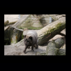 Filmtier-Park Eschede 011 .jpg