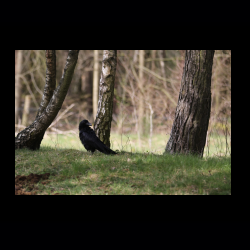 Filmtier-Park Eschede 013 .jpg