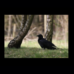 Filmtier-Park Eschede 014 .jpg