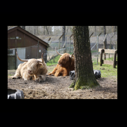 Filmtier-Park Eschede 016 .jpg