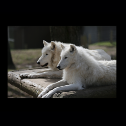 Filmtier-Park Eschede 017 .jpg