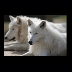 Filmtier-Park Eschede 018 .jpg