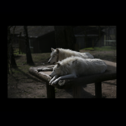 Filmtier-Park Eschede 019 .jpg