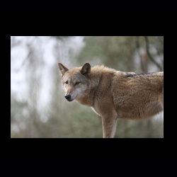 Filmtier-Park Eschede 020 .jpg