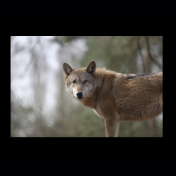 Filmtier-Park Eschede 021 .jpg