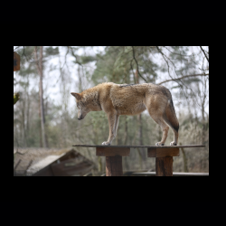 Filmtier-Park Eschede 023 .jpg