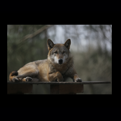 Filmtier-Park Eschede 024 .jpg