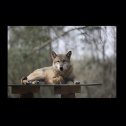 Filmtier-Park Eschede 025 .jpg