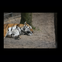 Filmtier-Park Eschede 028 .jpg