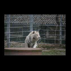 Filmtier-Park Eschede 029 .jpg