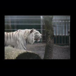 Filmtier-Park Eschede 032 .jpg