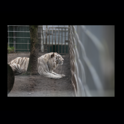 Filmtier-Park Eschede 033 .jpg