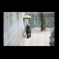 Filmtier-Park Eschede 034 .jpg