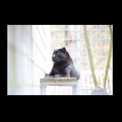 Filmtier-Park Eschede 035 .jpg