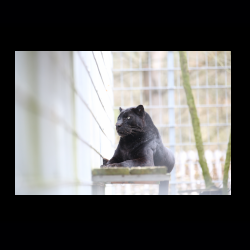 Filmtier-Park Eschede 036 .jpg