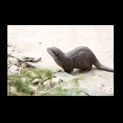 Filmtier-Park Eschede 037 .jpg