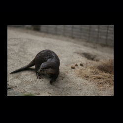 Filmtier-Park Eschede 038 .jpg