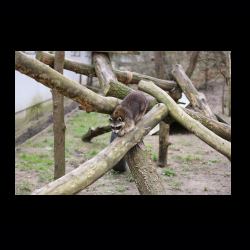 Filmtier-Park Eschede 040 .jpg