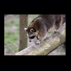 Filmtier-Park Eschede 041 .jpg