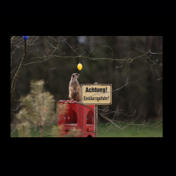 Filmtier-Park Eschede 043 .jpg