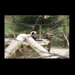 Filmtier-Park Eschede 045 .jpg