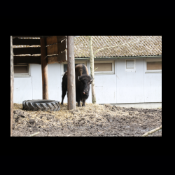 Filmtier-Park Eschede 046 .jpg