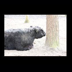 Filmtier-Park Eschede 047 .jpg