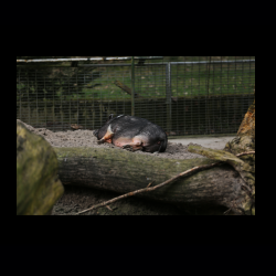 Filmtier-Park Eschede 048 .jpg