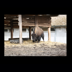 Filmtier-Park Eschede 049 .jpg