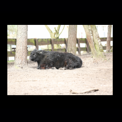 Filmtier-Park Eschede 050 .jpg