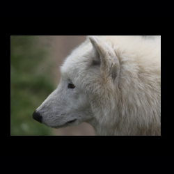 Filmtier-Park Eschede 054 .jpg