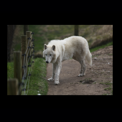 Filmtier-Park Eschede 056 .jpg