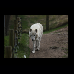Filmtier-Park Eschede 057 .jpg