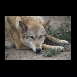 Filmtier-Park Eschede 058 .jpg