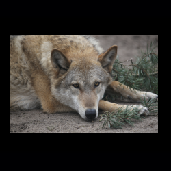 Filmtier-Park Eschede 059 .jpg