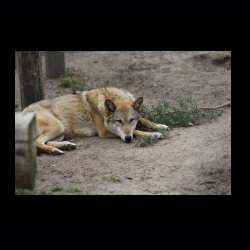 Filmtier-Park Eschede 060 .jpg