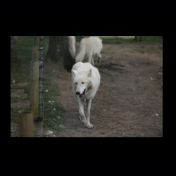 Filmtier-Park Eschede 061 .jpg