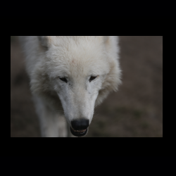 Filmtier-Park Eschede 063 .jpg