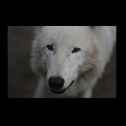 Filmtier-Park Eschede 064 .jpg