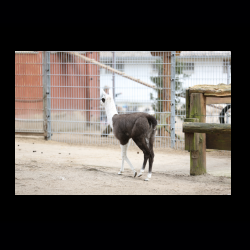 Filmtier-Park Eschede 066 .jpg